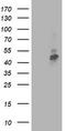 Transmembrane Serine Protease 5 antibody, LS-C173250, Lifespan Biosciences, Western Blot image 