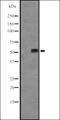 Keratin 85 antibody, orb335368, Biorbyt, Western Blot image 