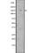 Large Tumor Suppressor Kinase 2 antibody, abx216531, Abbexa, Western Blot image 