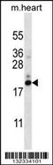 Prefoldin Subunit 5 antibody, 56-862, ProSci, Western Blot image 