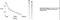 SH3 And Multiple Ankyrin Repeat Domains 1 antibody, PA1-46252, Invitrogen Antibodies, Western Blot image 