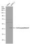 Carboxypeptidase B1 antibody, GTX105170, GeneTex, Western Blot image 