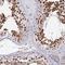 Tigger Transposable Element Derived 4 antibody, NBP1-86303, Novus Biologicals, Immunohistochemistry paraffin image 