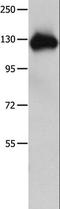 Amphiphysin antibody, LS-C400547, Lifespan Biosciences, Western Blot image 