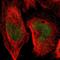 SUMO Specific Peptidase 1 antibody, NBP1-89553, Novus Biologicals, Immunofluorescence image 