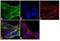 Amyloid Beta Precursor Protein Binding Family B Member 1 antibody, PA1-752, Invitrogen Antibodies, Immunofluorescence image 