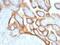  antibody, NBP2-45136, Novus Biologicals, Immunohistochemistry paraffin image 