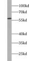 WD Repeat And SOCS Box Containing 1 antibody, FNab09526, FineTest, Western Blot image 