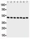 C-terminal-binding protein 2 antibody, PA1554, Boster Biological Technology, Western Blot image 