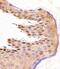COP9 Signalosome Subunit 2 antibody, MBS9207742, MyBioSource, Immunohistochemistry paraffin image 