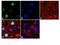 Forkhead Box A2 antibody, 710730, Invitrogen Antibodies, Immunofluorescence image 