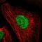 Dachshund Family Transcription Factor 1 antibody, HPA012672, Atlas Antibodies, Immunofluorescence image 