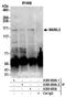 Mastermind Like Transcriptional Coactivator 3 antibody, A300-684A, Bethyl Labs, Immunoprecipitation image 
