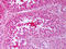 Prostaglandin E Synthase 3 antibody, LS-B7448, Lifespan Biosciences, Immunohistochemistry frozen image 