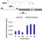 Microtubule Associated Protein 1 Light Chain 3 Beta antibody, 700712, Invitrogen Antibodies, Chromatin Immunoprecipitation image 