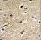 BCL2 Associated Athanogene 1 antibody, LS-C156728, Lifespan Biosciences, Immunohistochemistry paraffin image 