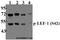 Lymphoid Enhancer Binding Factor 1 antibody, A00605S42, Boster Biological Technology, Western Blot image 