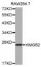 High Mobility Group Box 2 antibody, LS-C332307, Lifespan Biosciences, Western Blot image 
