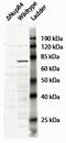 Outer dense fiber protein 2 antibody, 42-312, ProSci, Enzyme Linked Immunosorbent Assay image 