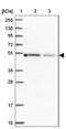 Islet Cell Autoantigen 1 Like antibody, NBP1-90185, Novus Biologicals, Western Blot image 