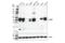 Epithelial Cell Adhesion Molecule antibody, 93790S, Cell Signaling Technology, Western Blot image 