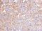 PPFIA Binding Protein 2 antibody, PA5-22222, Invitrogen Antibodies, Immunohistochemistry frozen image 