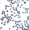 Zinc Finger E-Box Binding Homeobox 1 antibody, A00548, Boster Biological Technology, Immunocytochemistry image 
