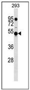 Kelch Domain Containing 4 antibody, AP52383PU-N, Origene, Western Blot image 