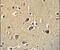 Protocadherin Gamma Subfamily C, 3 antibody, PA5-23650, Invitrogen Antibodies, Immunohistochemistry paraffin image 