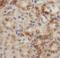 Erbb2 Interacting Protein antibody, FNab02827, FineTest, Immunohistochemistry frozen image 