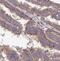 Syntaxin-18 antibody, FNab08449, FineTest, Immunohistochemistry frozen image 