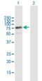 THAP Domain Containing 4 antibody, H00051078-B01P, Novus Biologicals, Western Blot image 
