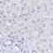 Myozenin 2 antibody, PA5-57390, Invitrogen Antibodies, Immunohistochemistry frozen image 