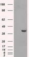 Protein Phosphatase Methylesterase 1 antibody, LS-C114895, Lifespan Biosciences, Western Blot image 