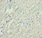 Myosin Light Chain 3 antibody, LS-C676102, Lifespan Biosciences, Immunohistochemistry paraffin image 