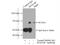 Ssemaphorin 4F antibody, 12474-1-AP, Proteintech Group, Immunoprecipitation image 