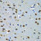 Paired Box 7 antibody, 14-607, ProSci, Immunohistochemistry paraffin image 