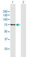 Anaphase Promoting Complex Subunit 5 antibody, H00051433-B01P, Novus Biologicals, Western Blot image 