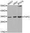 Thrombopoietin antibody, A1825, ABclonal Technology, Western Blot image 