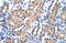 mRNA export factor antibody, 29-254, ProSci, Immunohistochemistry frozen image 
