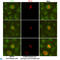 Sirtuin 2 antibody, LS-C813118, Lifespan Biosciences, Immunofluorescence image 