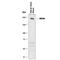 Myosin Heavy Chain 6 antibody, MAB8979, R&D Systems, Western Blot image 