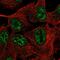 Transmembrane Protein 101 antibody, PA5-65246, Invitrogen Antibodies, Immunofluorescence image 