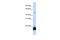 One Cut Homeobox 1 antibody, 25-435, ProSci, Western Blot image 