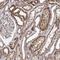 SEC24 Homolog B, COPII Coat Complex Component antibody, NBP1-86263, Novus Biologicals, Immunohistochemistry frozen image 