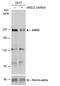 AT-Rich Interaction Domain 2 antibody, NBP2-43567, Novus Biologicals, Western Blot image 