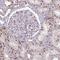 Protein Arginine Methyltransferase 6 antibody, NBP2-32459, Novus Biologicals, Immunohistochemistry frozen image 