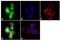 Forkhead Box O4 antibody, 720154, Invitrogen Antibodies, Immunofluorescence image 