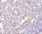 Lymphocyte Antigen 96 antibody, M02107-1, Boster Biological Technology, Immunohistochemistry frozen image 