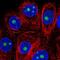 Zinc Finger Matrin-Type 5 antibody, NBP2-56203, Novus Biologicals, Immunofluorescence image 
